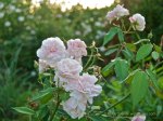 Rosa chinensis x Odorata