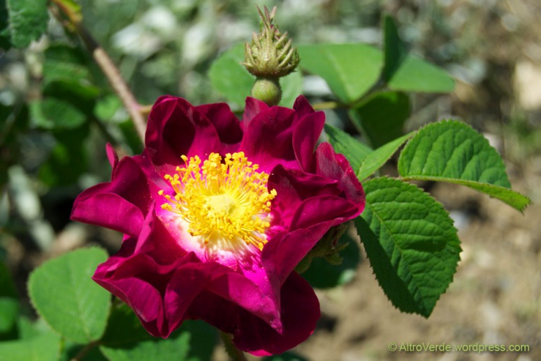 Rosa gallica Violacea
