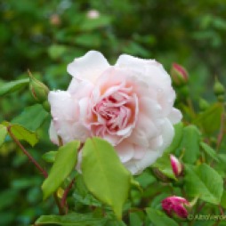 rosa chinensis 'Odorata'
