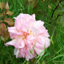 rosa 'Gilbert Nabonnand'