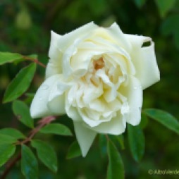 rosa '(not) Park's yellow tea-scented china'
