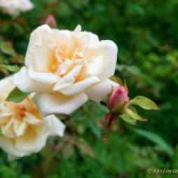 rosa 'Safrano'