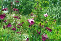 Rosa gallica Belle des Jardins with penstemon 'Blackbird'