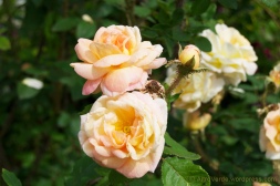 rosa Golden Moss