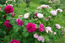 rosa rugosa Ruskin and Jacques Cartier
