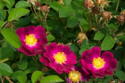 rosa gallica Violacea